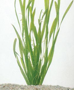 Vallisneria  spiralis